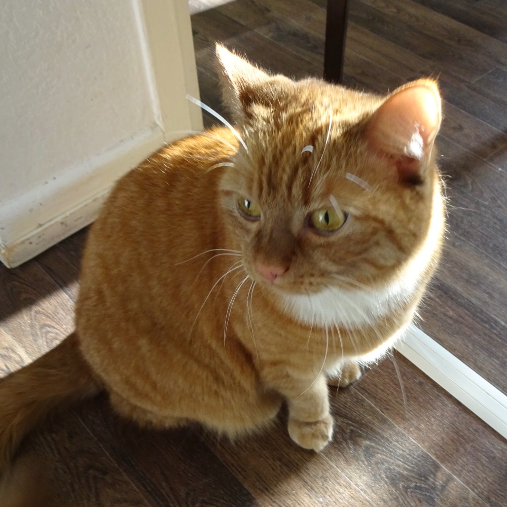 cat picture